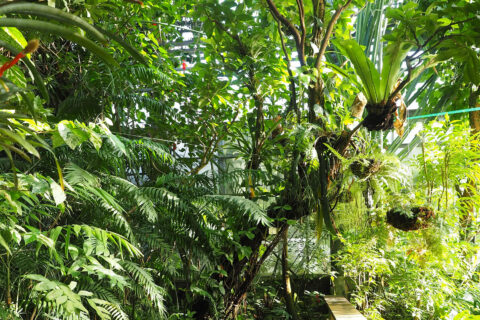 Zum Artikel "Faszination Regenwald"