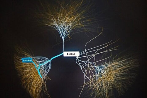 Zum Artikel "Von LUCA bis Lucy: Wie Evolution funktioniert"