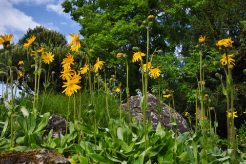 Zum Artikel "Quer durch die Alpen im Botanischen Garten"