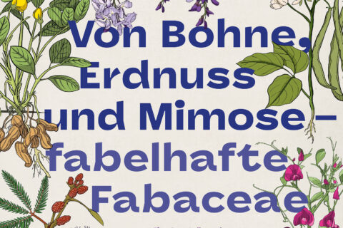 Zum Artikel "Ausstellung `Fabelhafte Fabaceae´"