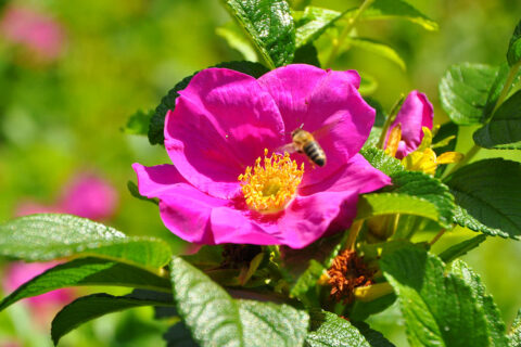 Zum Artikel "Warum die Brennnessel brennt und die Rose eigentlich Stacheln hat"