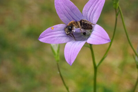 Wildbienen sind leicht in Glockenblumen zu finden
