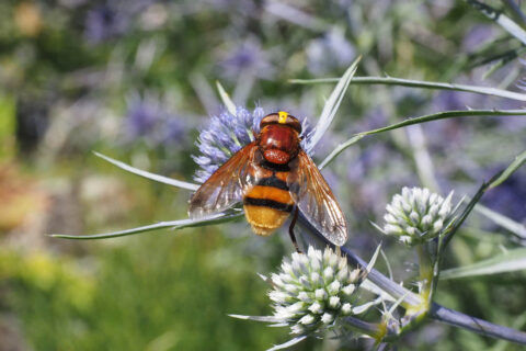Hornissenschwebfliege im Botanischen Garten