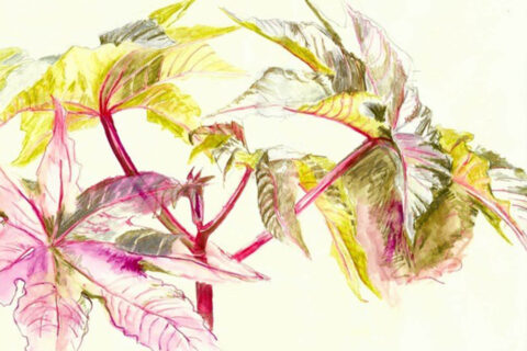Ricinus communis, Yasumin Lermer