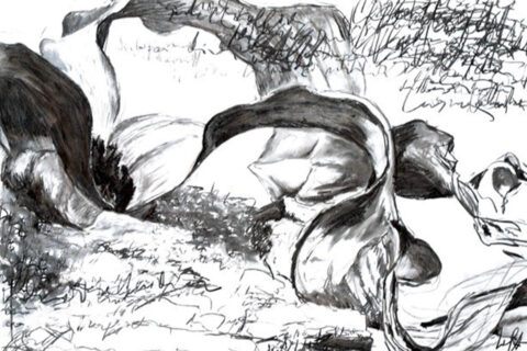 Welwitschie, Yasumin Lermer