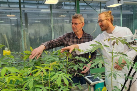 Zum Artikel "Wunder der Cassava-Pflanze"