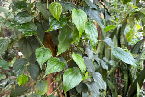 Symbolbild zum Artikel. Der Link öffnet das Bild in einer großen Anzeige.