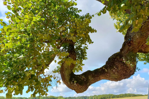 Zum Artikel "Von Baum zu Baum: Einladung zur exklusiven Alumni-Führung"